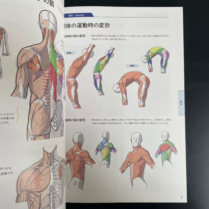 코타 카토가 쓴 미술 해부학 기초 교과서 미술 해부학  - Photography Book 리뷰 및 가격